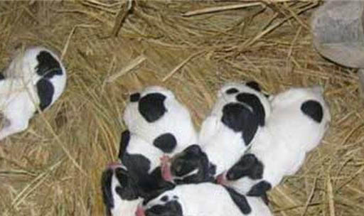 川東獵犬幼犬哪里有賣