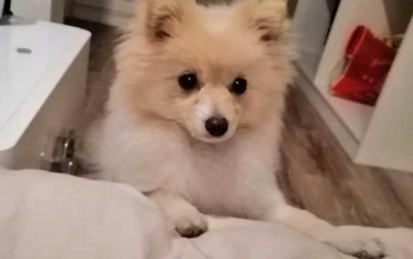 哈多利系博美犬價格