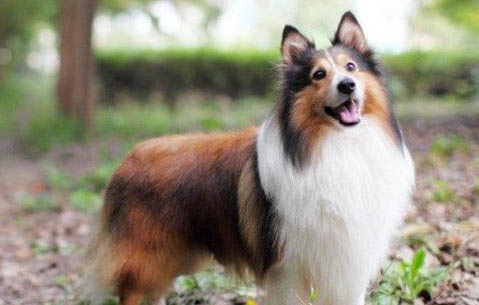 瑞士牧羊犬和德國牧羊犬哪個好