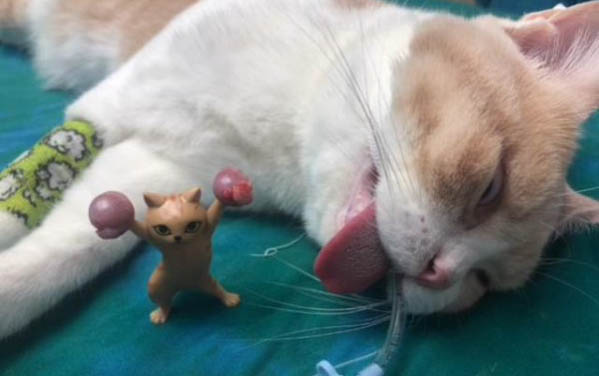 貓可以吃葡萄嗎