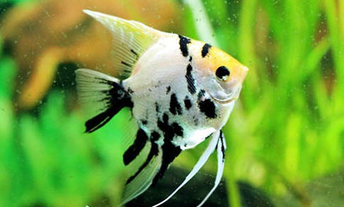 夏季野釣鯽魚釣深水還是淺水