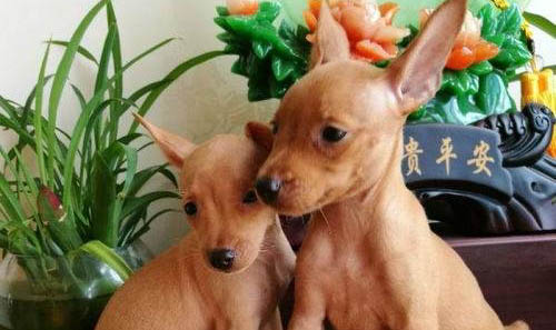 小鹿犬不常見的原因