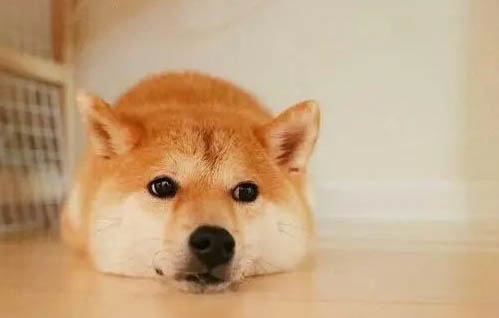 日本柴犬智商高嗎,智商排名第79相當于三四歲小孩
