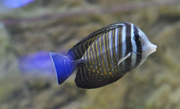 羅漢魚水質(zhì)怎樣調(diào)理