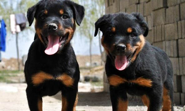 羅威納犬和馬犬哪個更適合家養(yǎng)