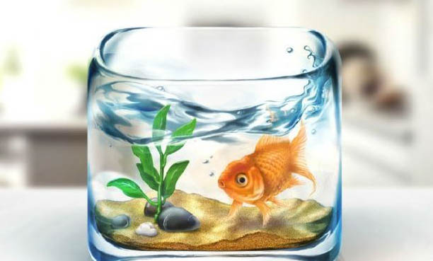 玻璃貓魚可以和燈科魚混養(yǎng)么?