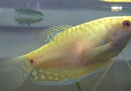金龍魚的養殖方法