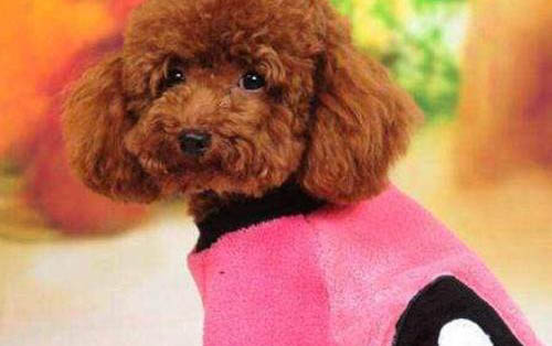 狗狗能吃胡蘿卜嗎生的