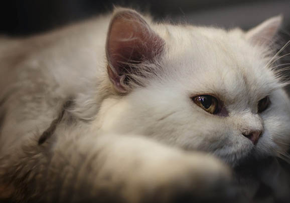 山東獅子貓可以人工飼養嗎