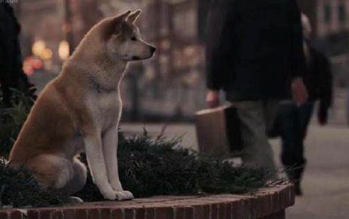 日本秋田犬產(chǎn)后十天可以洗澡嗎