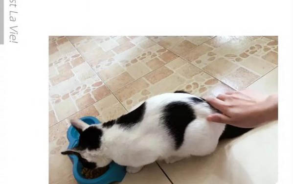 貓咪絕育以后還會發情嗎