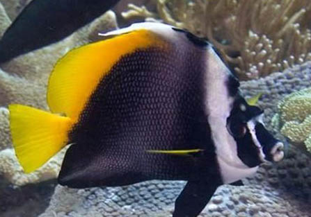 水缸養魚要增氧嗎