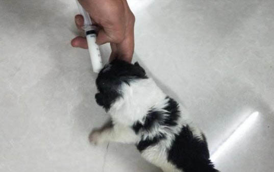 狗狗拉蟲子正常嗎