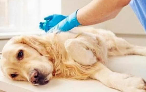 狗狗撕扯狗窩的原因及處理方法