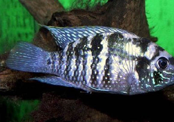 藍(lán)曼龍魚水溫多少度