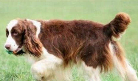 新斯科舍獵鴨尋獵犬，為什么會(huì)流眼淚和眼屎？