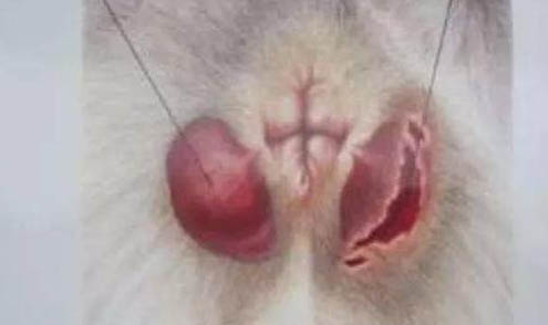狗狗嘔吐脫水怎么補水