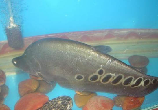 刀魚科淡水魚飼養(yǎng)方法
