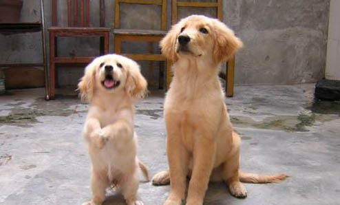 金毛犬哪個色系最貴,金色金毛最貴毛色越深越值錢