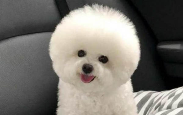 比熊犬冠狀病毒愈后注意事項(xiàng)