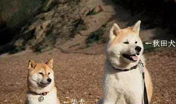 秋田犬和柴犬是一種嗎