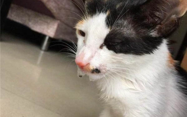 小貓幾天睜眼睛