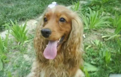 英國可卡犬口吐白沫的原因及處理方法