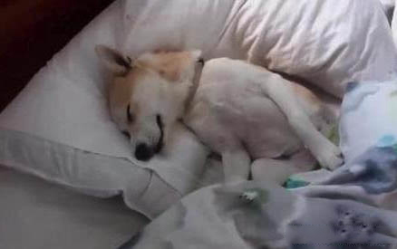 狗狗吃了貓砂會有什么影響