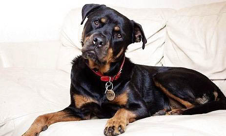 羅威納犬訓練方法
