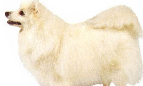 銀狐犬坐著睡覺的原因