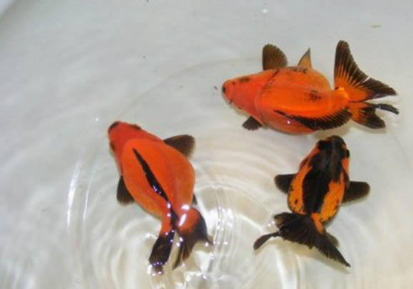 金魚死亡的原因
