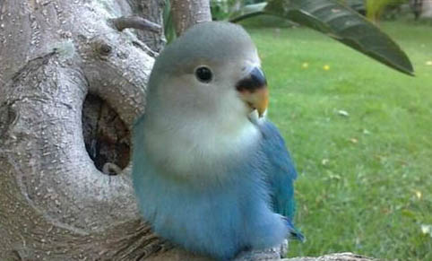 玄鳳鸚鵡怎么分辨雌雄