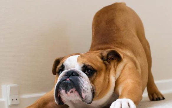 法國(guó)斗牛犬老喝水的原因及處理方法