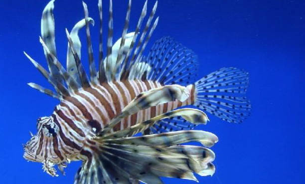 魚(yú)缸增氧泵能一直開(kāi)嗎