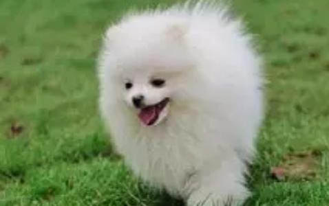 狗狗中暑的癥狀有哪些?
