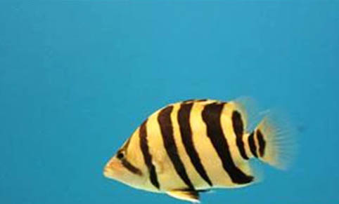虎魚能和什么魚混養(yǎng)