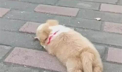 狗怎么判斷是不是腹水