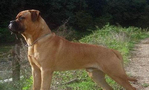 斗牛獒犬太瘦原因及處理方法