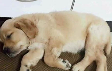 狗狗上吐下瀉拉血的原因及處理方法