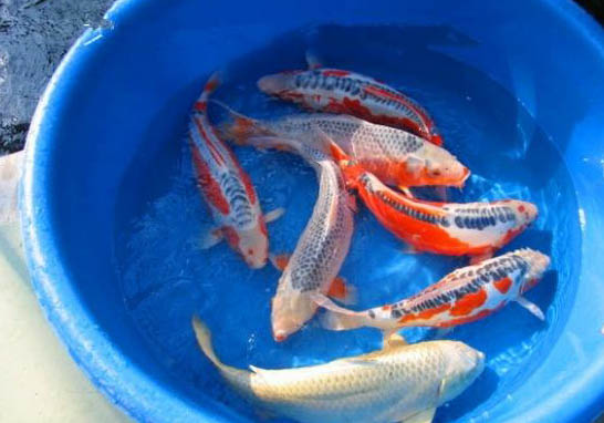 錦鯉魚趴缸底的原因及處理方法