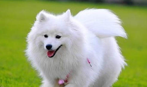 為什么很少有人養銀狐犬