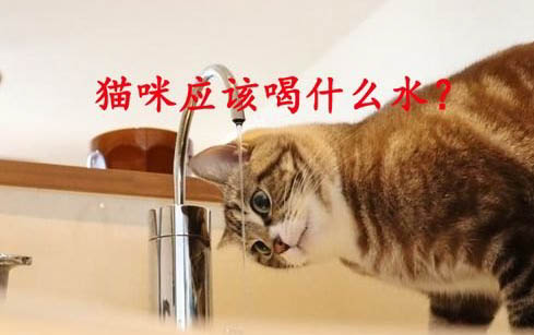 小貓拉稀怎么辦 用什么藥 土霉素