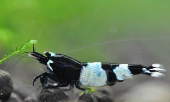 水晶蝦和孔雀魚能一起養嗎