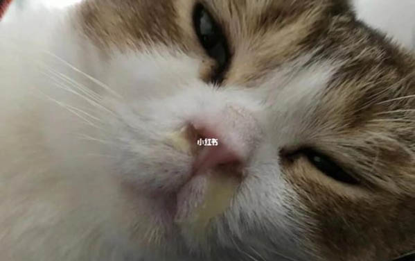 半個(gè)月的小貓眼睛糊住是什么原因