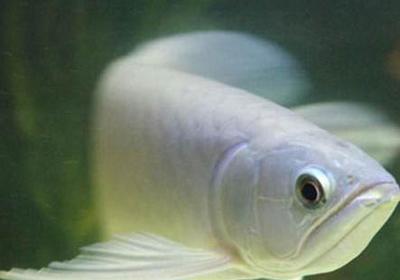 魚死有哪些原因