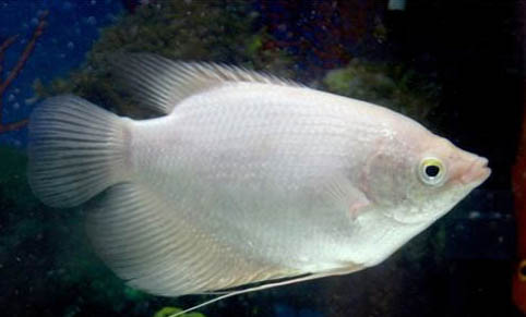 養什么魚需要增氧