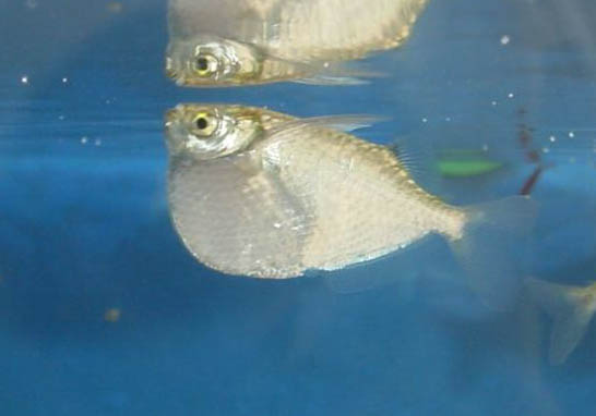 養孔雀魚應該怎么換水