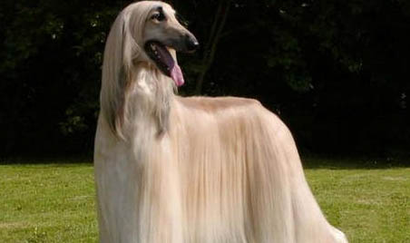 博伊金獵犬半夜突然叫是什么原因