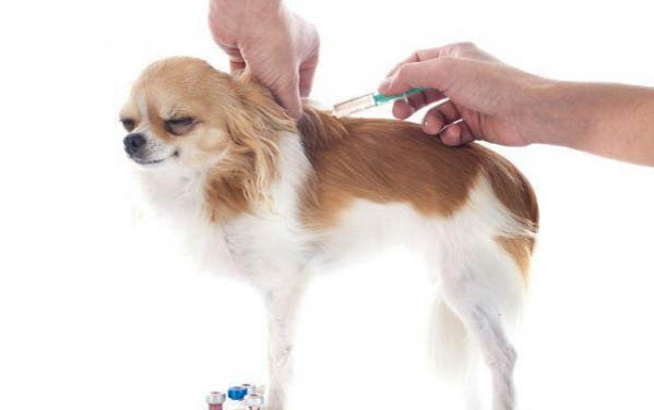 狗狗吃骨頭便血能自愈嗎