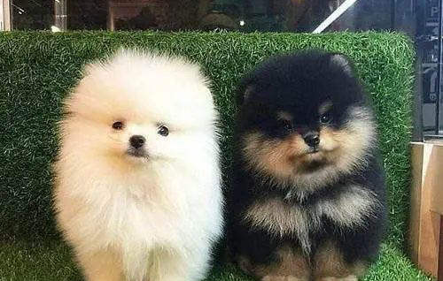 狗狗得細(xì)小病毒癥狀有哪些?
